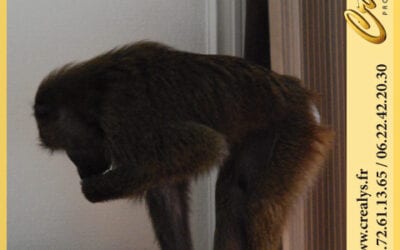Location singe macaque vidéos Villepinte